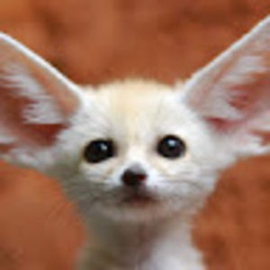 Meet your Posher, Angie